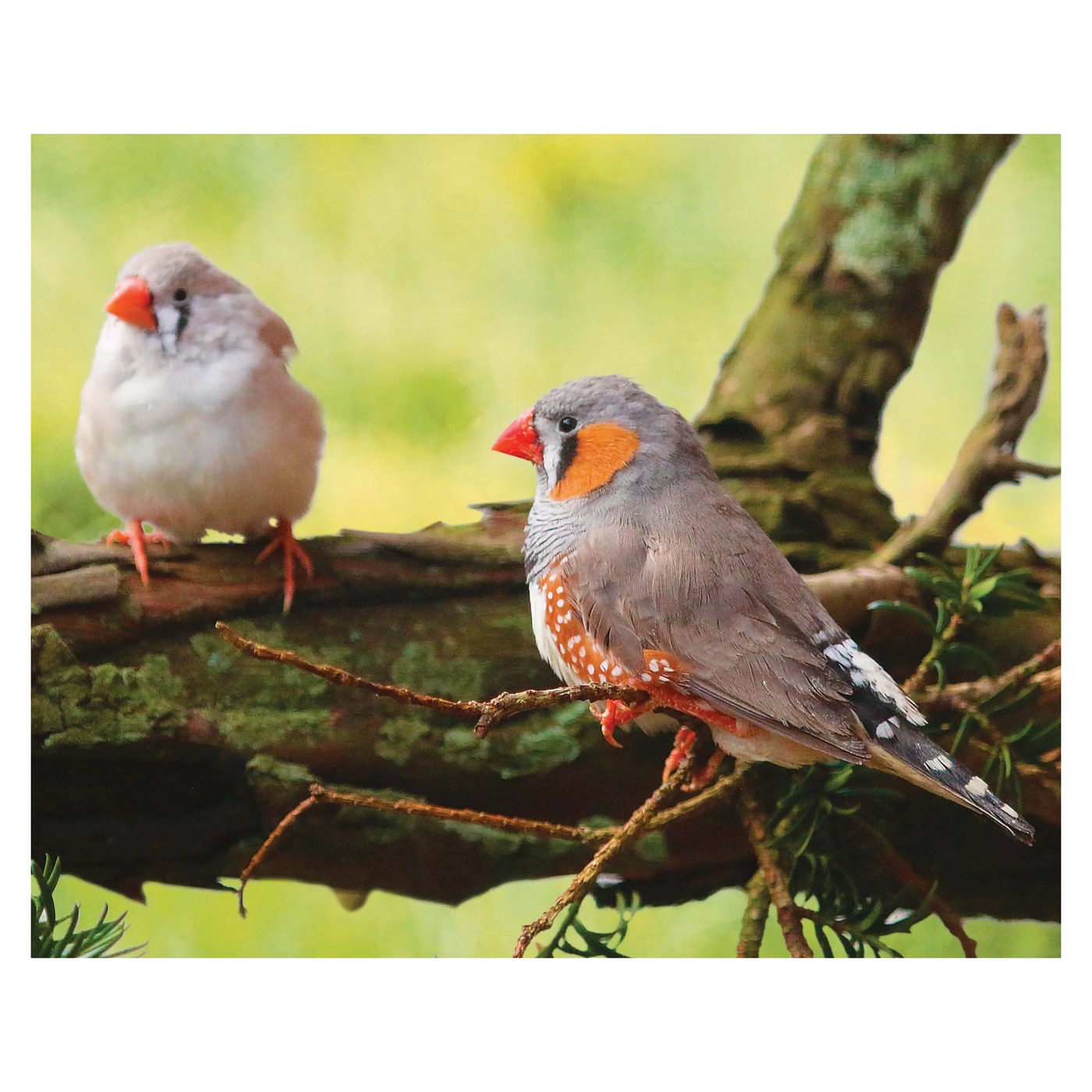 Oiseau diamond