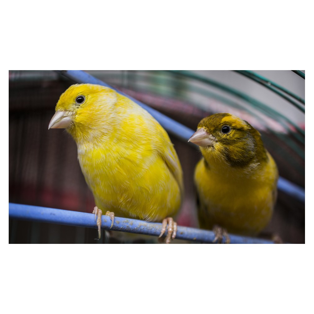 Canaris femelle
