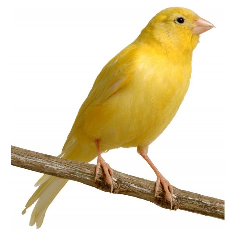Canari 6 mois