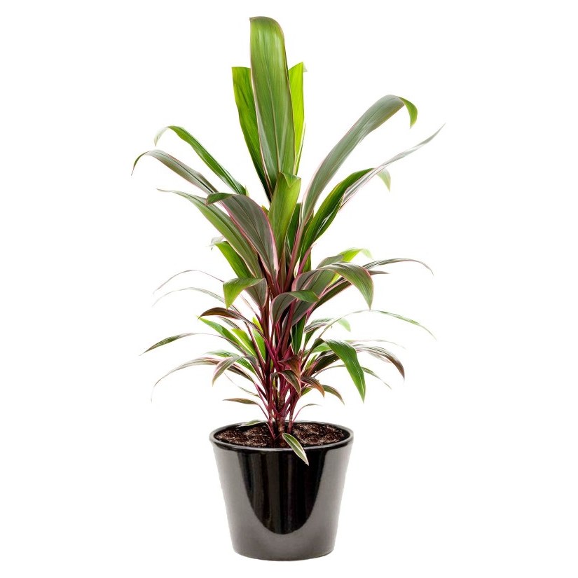 Cordyline — Iskander biotrading