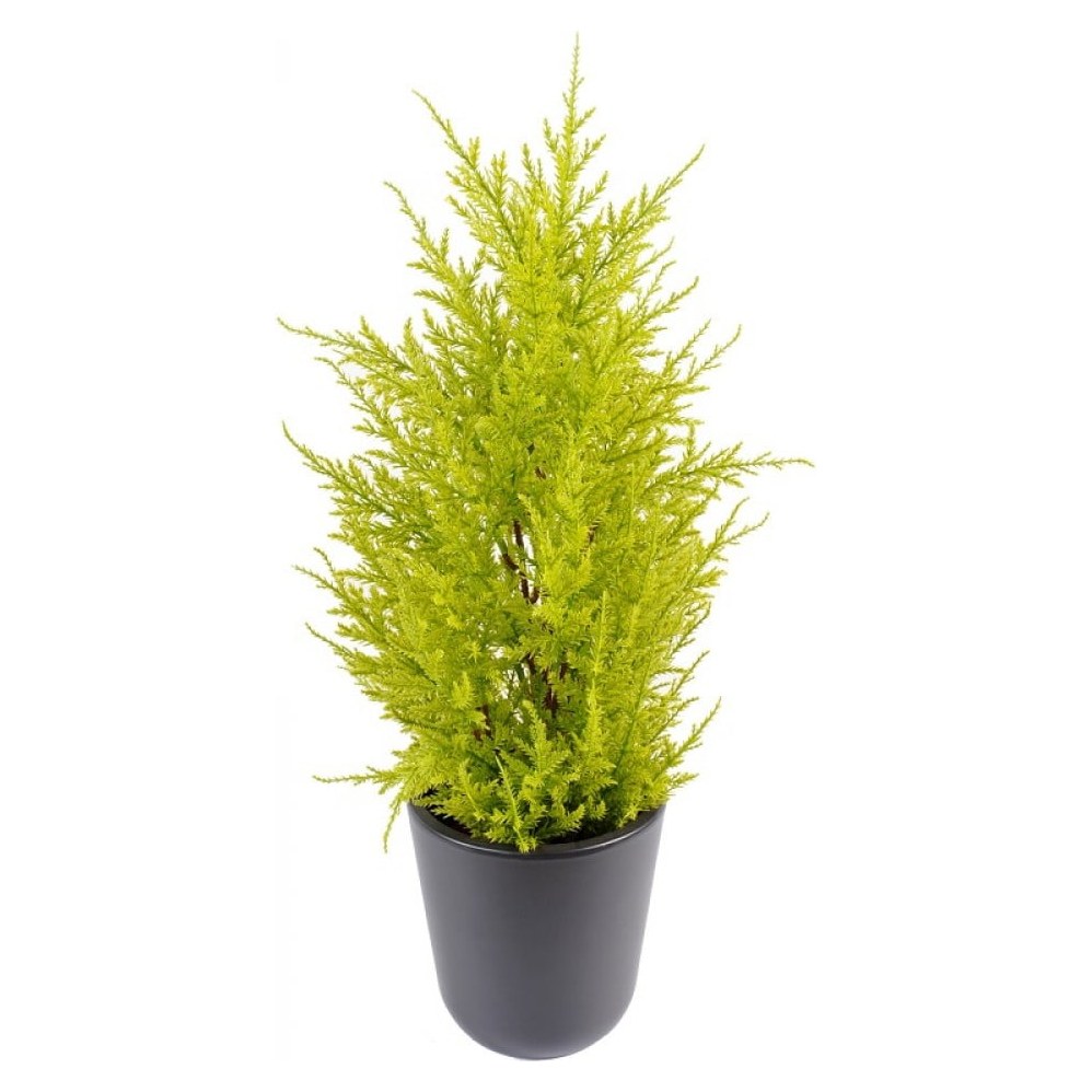 سرو مع أصيص بلاستيك