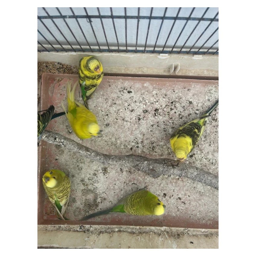Perruche — Oiseaux