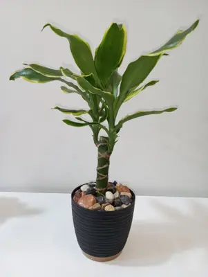 DÉMO couleurs — Dracaena en pot